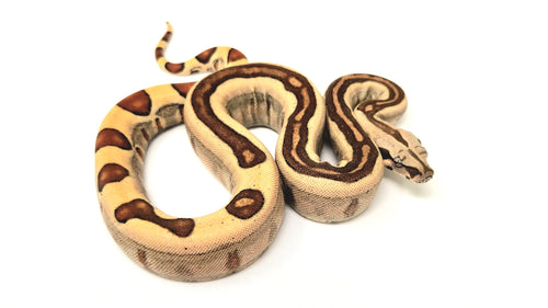 0.1 Marron Jungle Boa