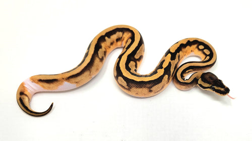 0.1  Mahogany Enchi Pied 66% het Clown