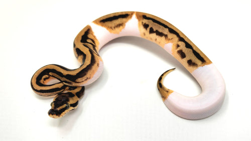 0.1 Leopard Enchi Pied 50% het Clown