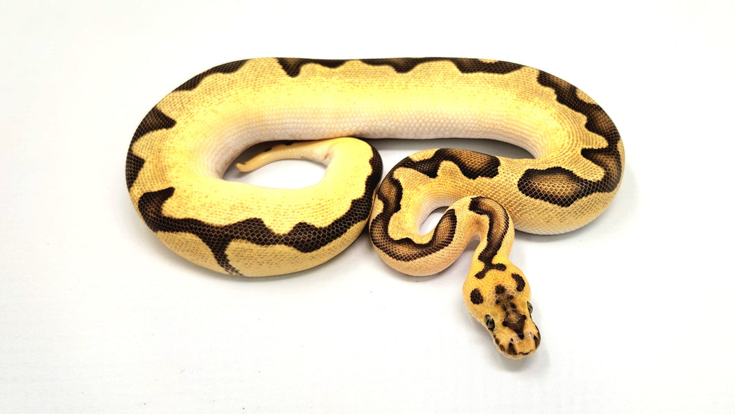 0.1  Orange Dream Enchi Fire Clown