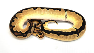 0.1 Orange Dream Enchi Clown