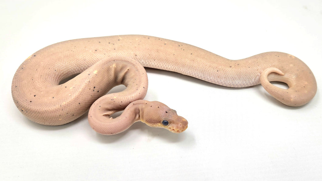 0.1 Black Pastel Cinnamon Banana pos Cypress pos Orange Dream