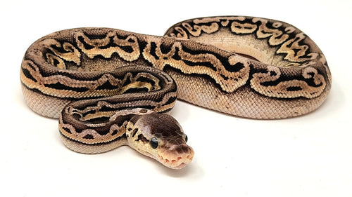 0.1 Black Pewter Puzzle pos het Albino